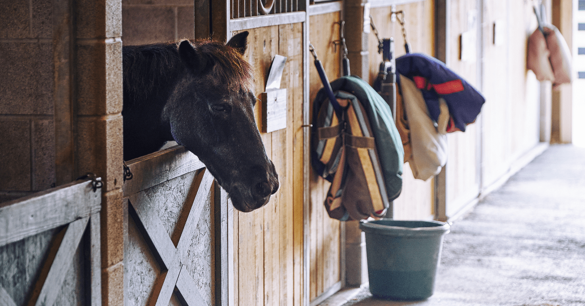 Horse Boarding Stables Should You Use One?